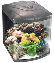 Boyu TL-550 Reef Aquarium